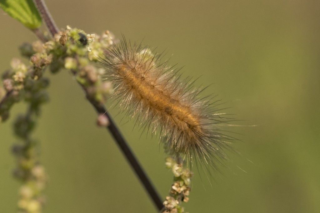 Bruco di ... Erebidae Arctiinae (Phragmatobia fuliginosa o Spilosoma lubricipeda)