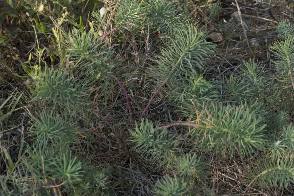 Euphorbia cyparissias