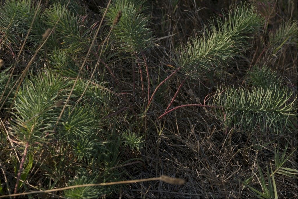 Euphorbia cyparissias