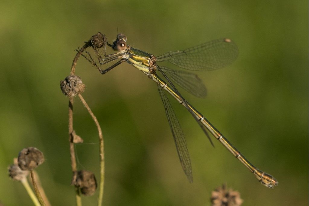 Lestes viridis? Chalcolestes, viridis o parvidens