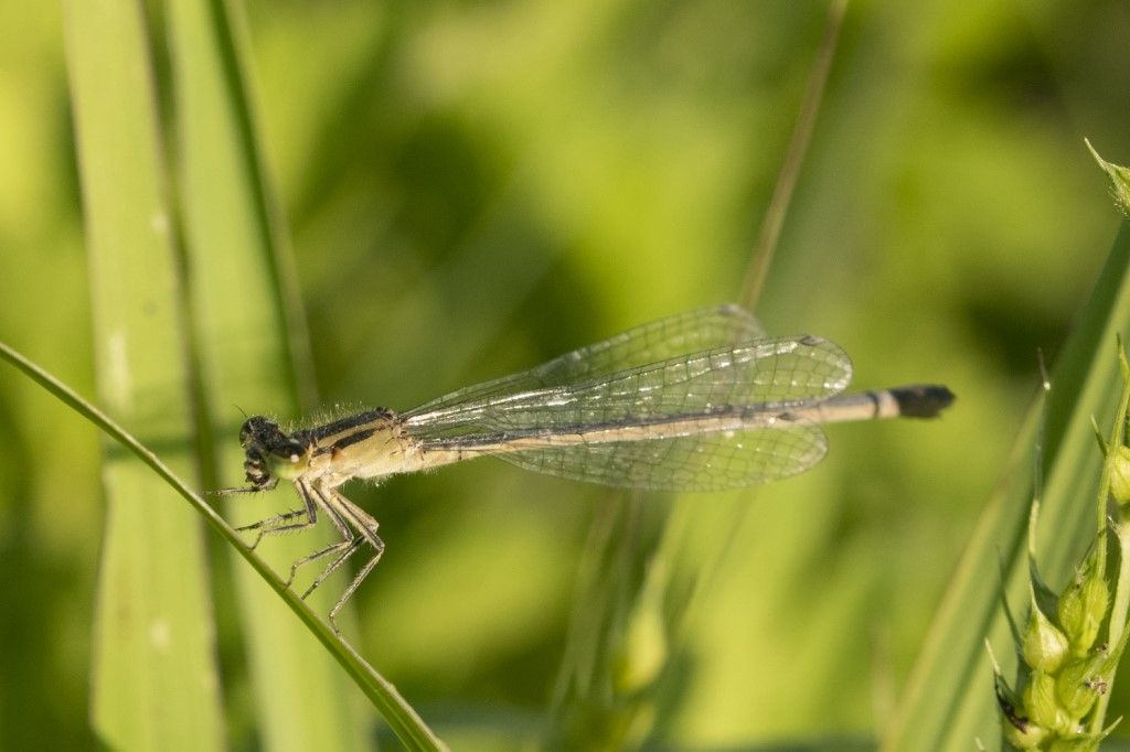 Ischnura elegans, femmina autocroma