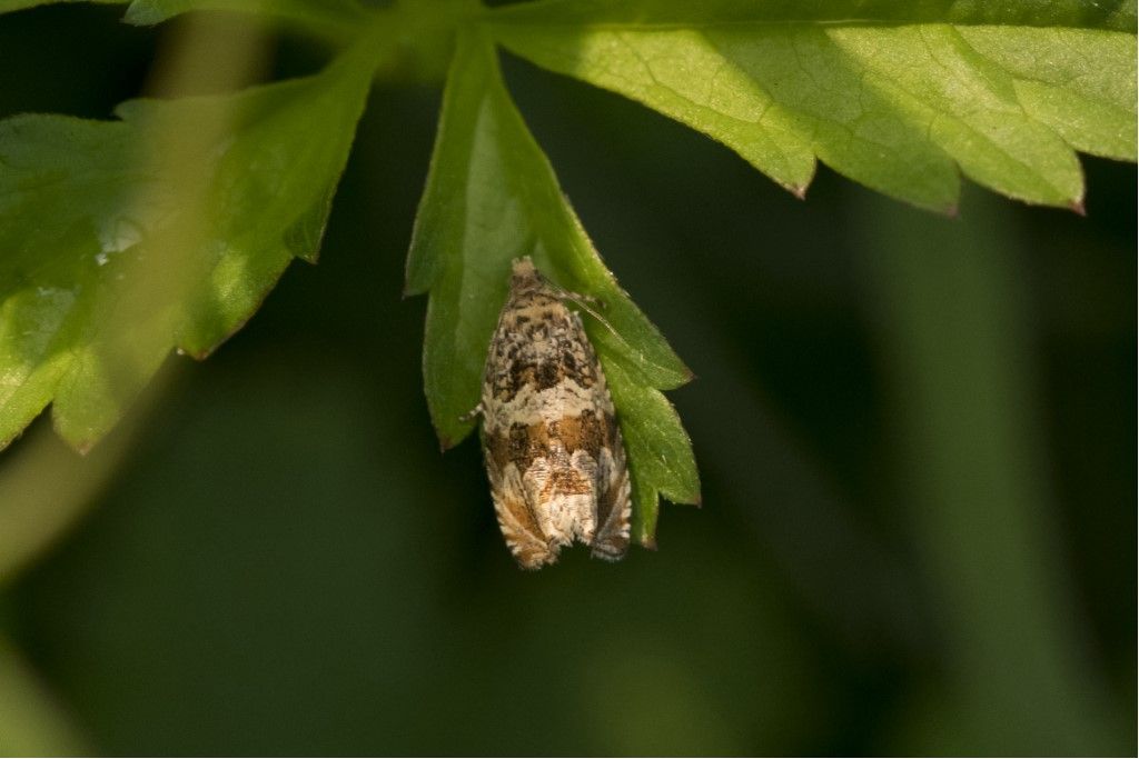 Tortricidae da identificare: Celypha flavipalpana