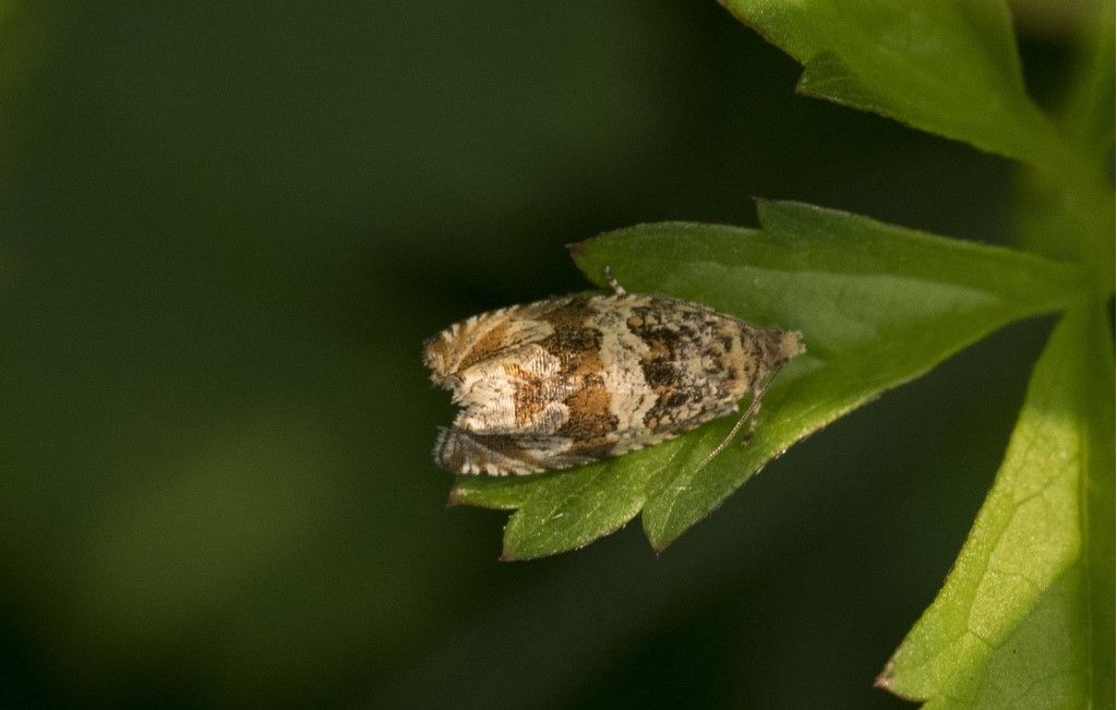 Tortricidae da identificare: Celypha flavipalpana