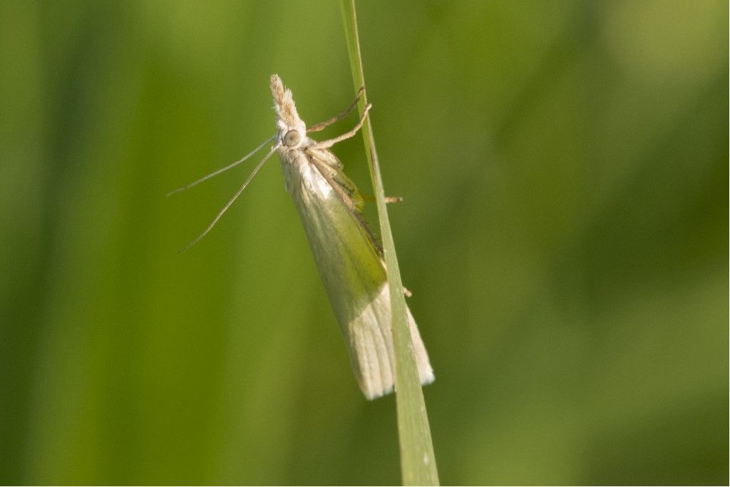 Farfallina da determinare