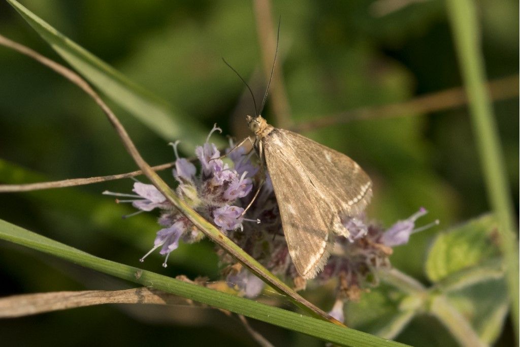 Loxostege sticticalis  - Crambidae