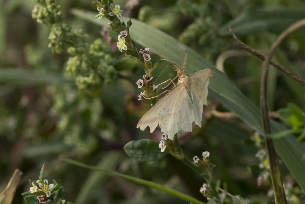 Rhodometra sacraria (Geometridae), maschio