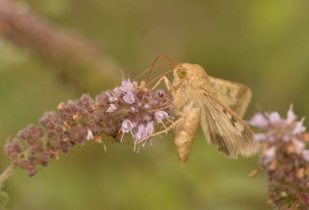 Farfallina da identificare 3