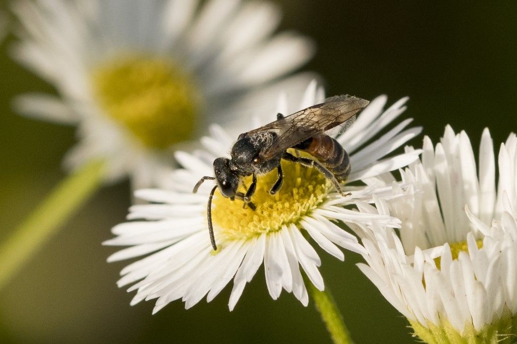 Apidae Halictinae: Lasioglossum sp.