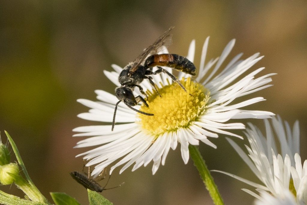 Apidae Halictinae: Lasioglossum sp.