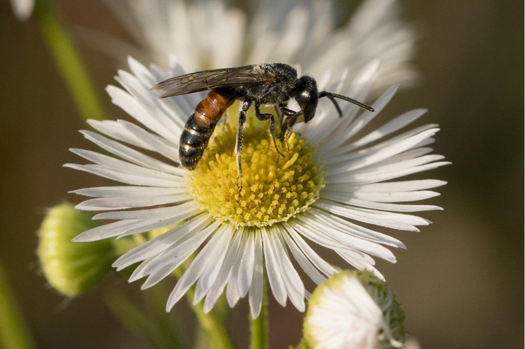 Apidae Halictinae: Lasioglossum sp.