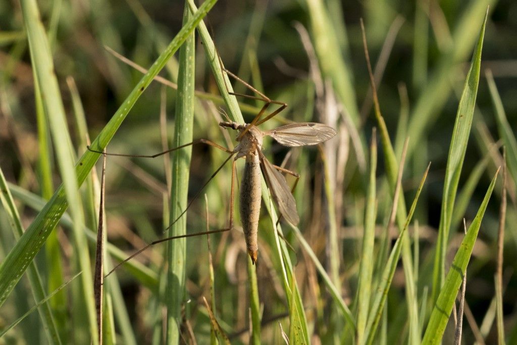 Tipulidae da identificare