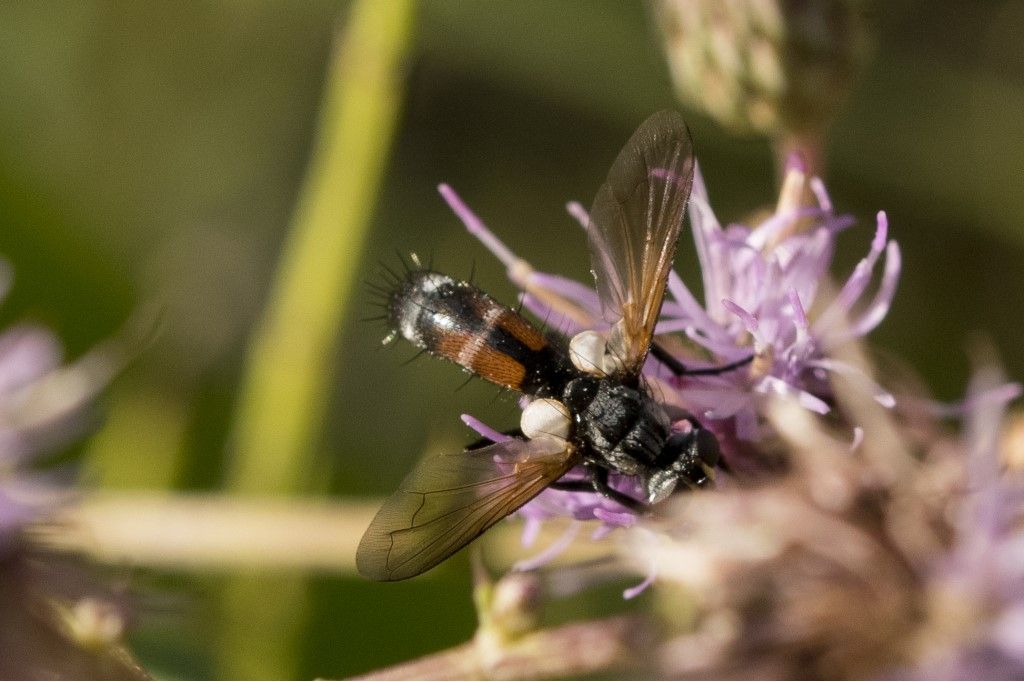 Diptera da determinare (Cylindromyia ??)