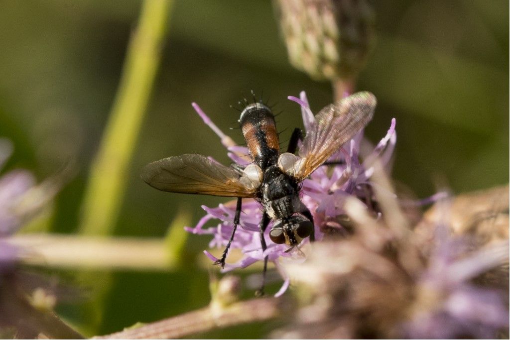 Diptera da determinare (Cylindromyia ??)