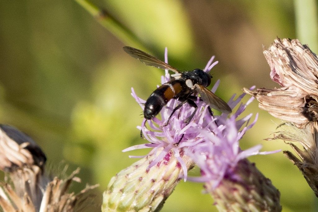 Diptera da determinare (Cylindromyia ??)