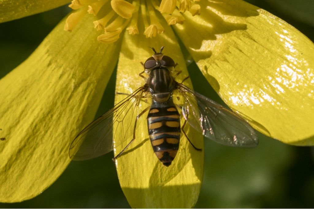 Syrphidae: Episyrphus balteatus, femmina
