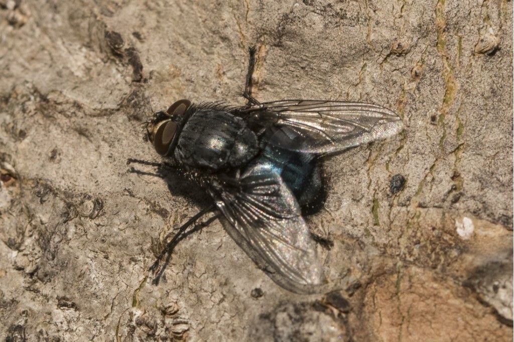 Diptera da determinare