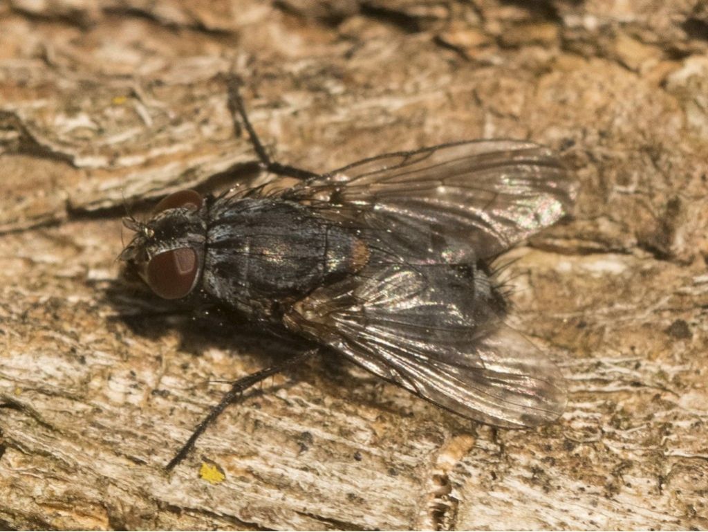 Diptera da determinare (b)