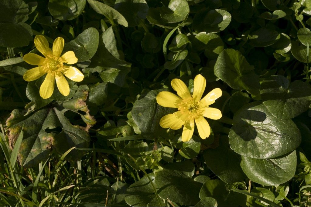 Ranunculus ficaria ? S,... ma ora Ficaria verna  subsp. ficariiformis