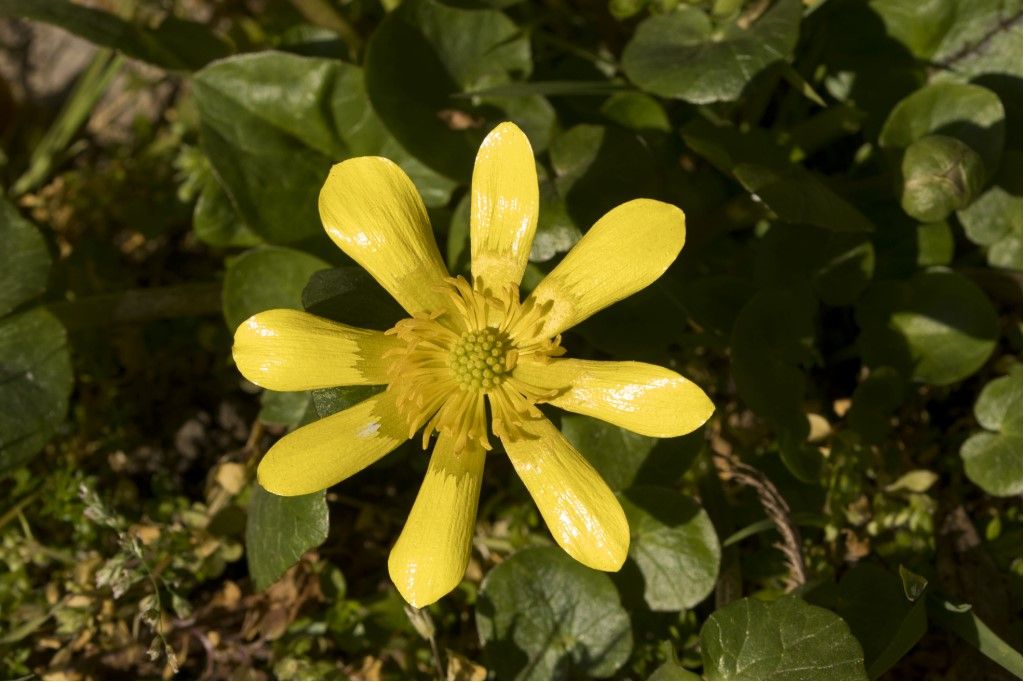 Ranunculus ficaria ? S,... ma ora Ficaria verna  subsp. ficariiformis