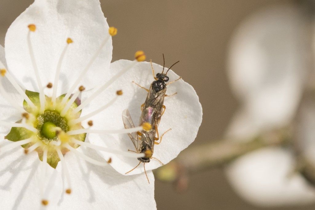 Hoplocampa minuta ?  Hoplocampa sp.