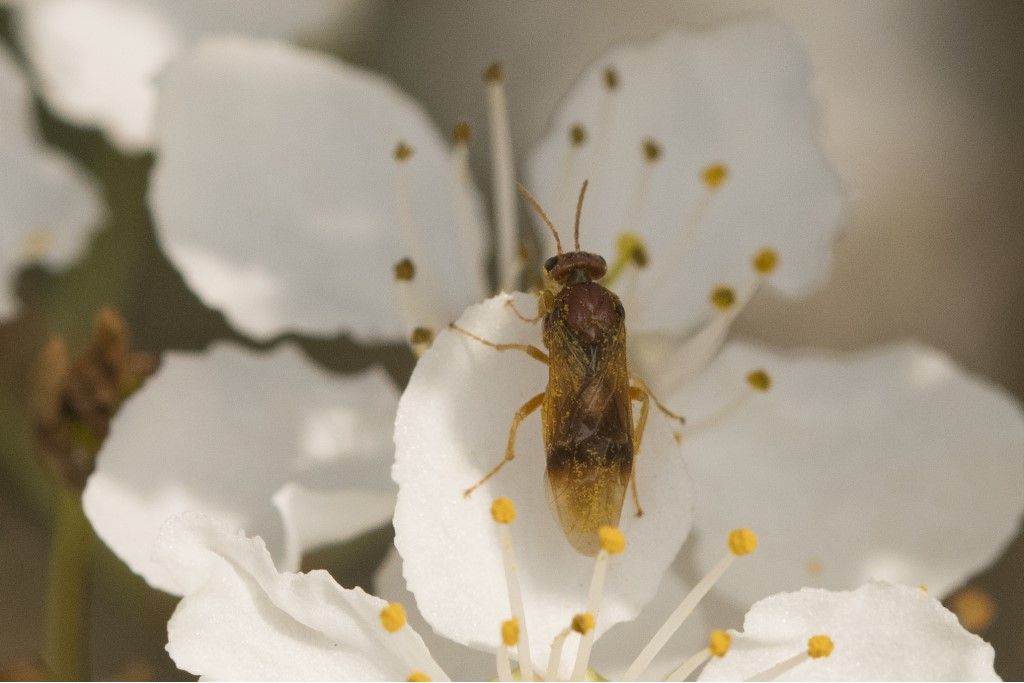 Hoplocampa minuta ?  Hoplocampa sp.