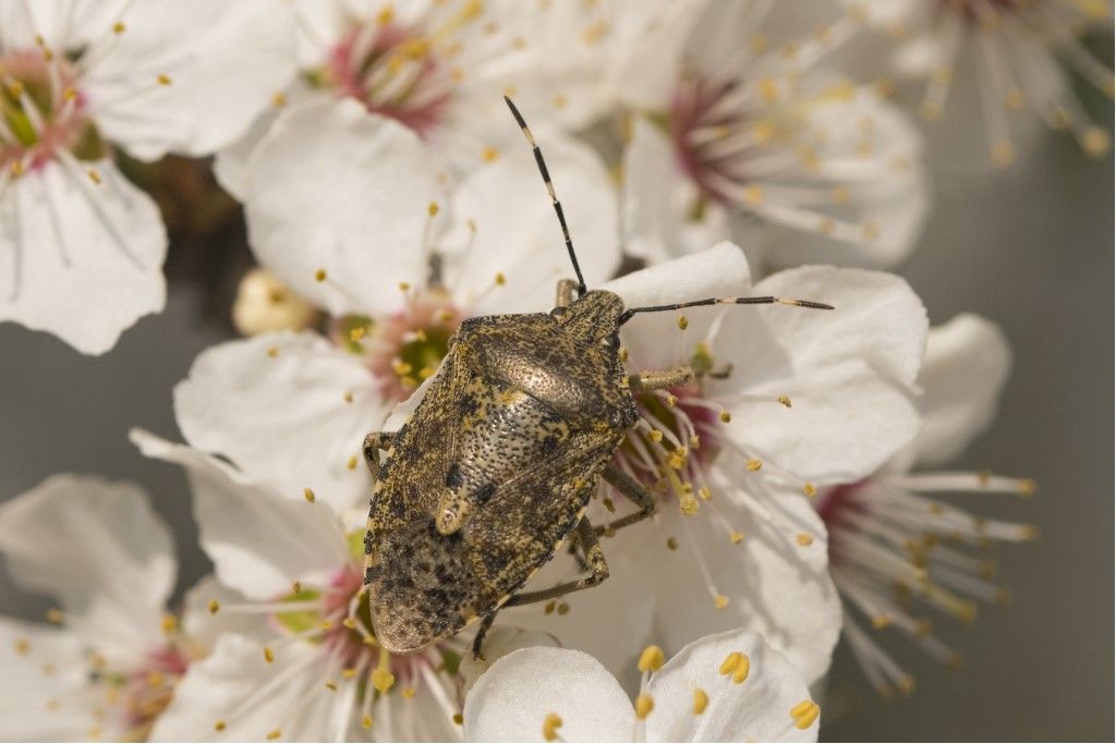 Pentatomidae: Rhaphigaster nebulosa