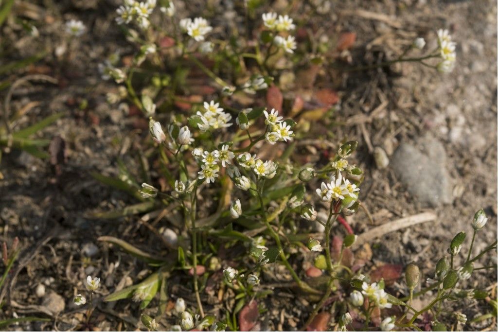 Draba verna subsp. praecox (cfr.)