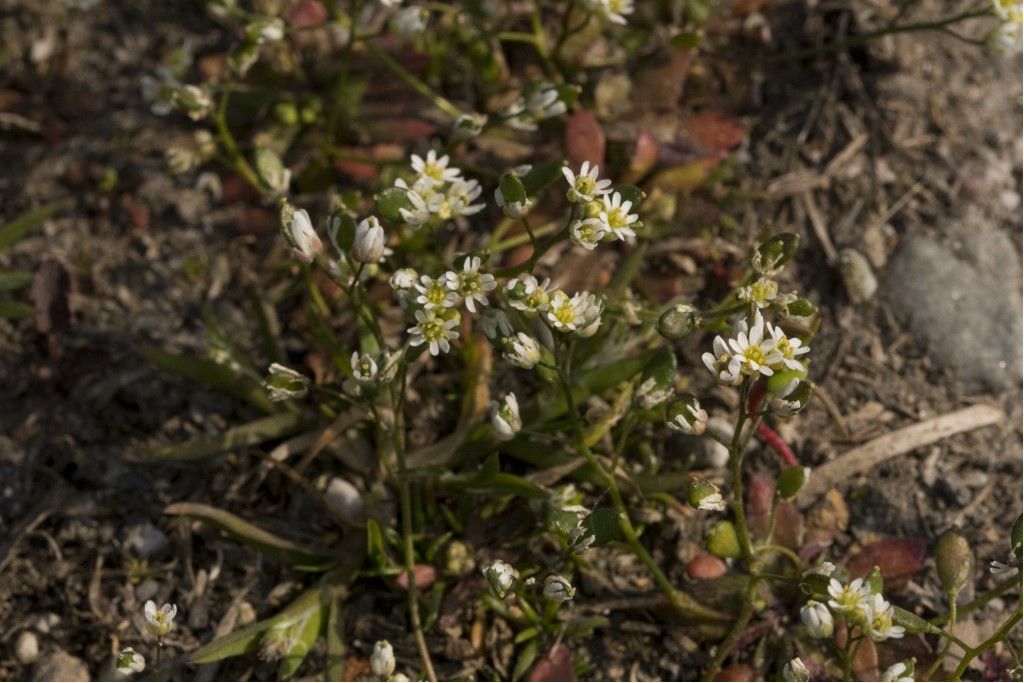 Draba verna subsp. praecox (cfr.)