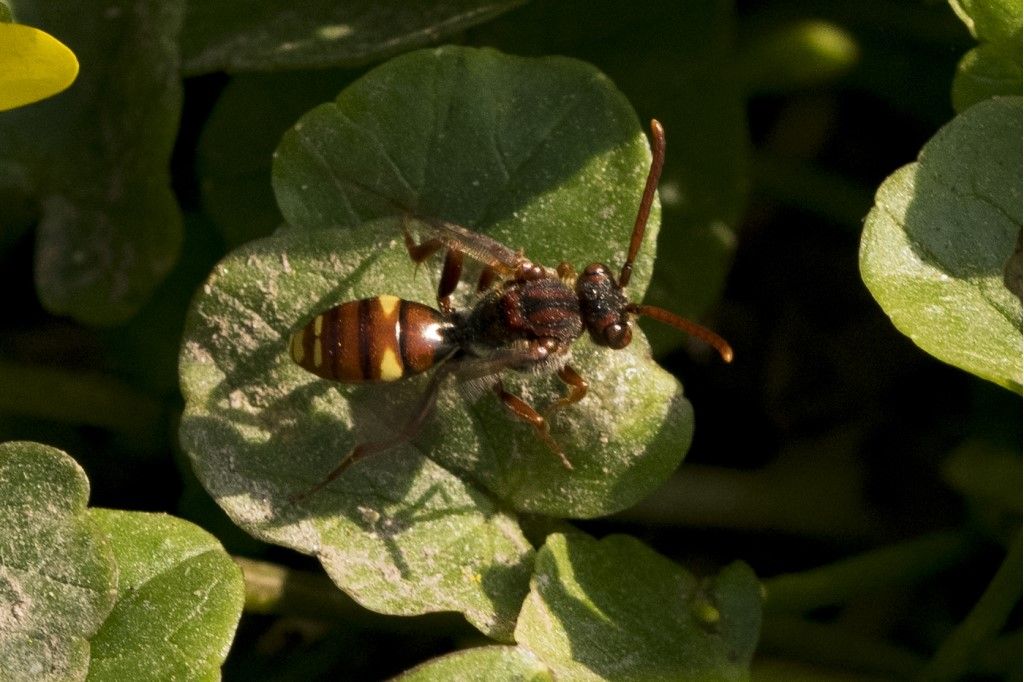 Apidae:  Nomada sp.