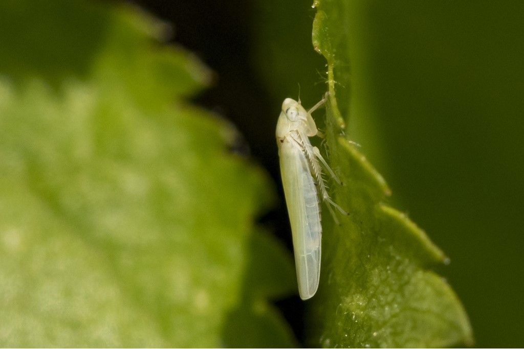Cicadellidae: Zygina nivea
