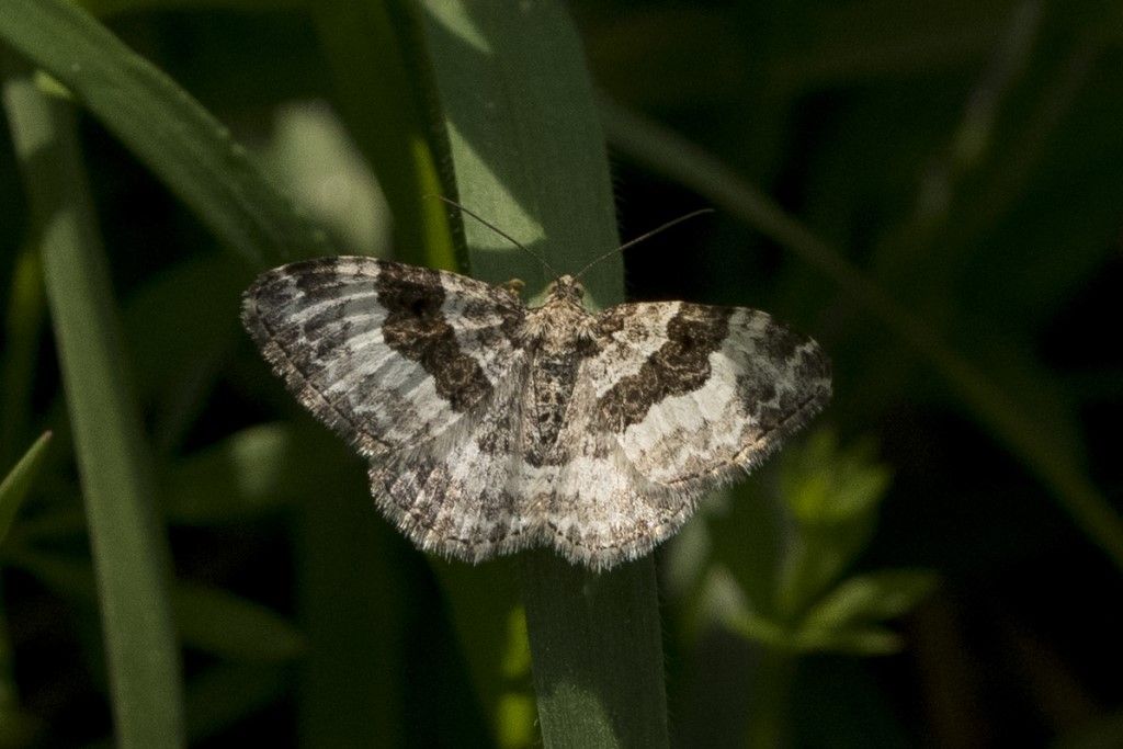 Epirrhoe sp. (Geometridae)