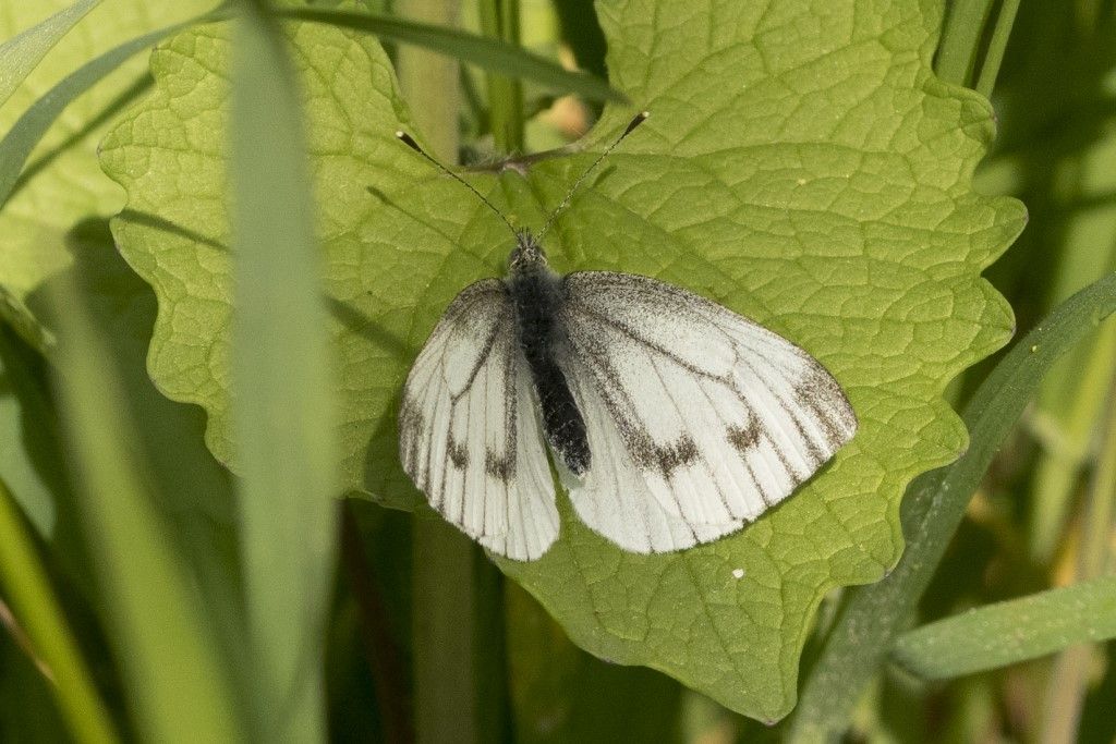 Pieris Napi ?  S, femmina