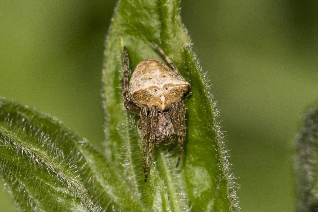 Araneus angulatus ?  No, Gibbaranea bituberculata