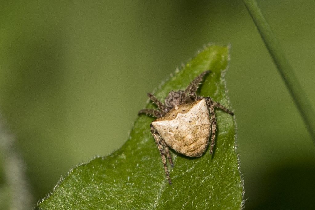 Araneus angulatus ?  No, Gibbaranea bituberculata