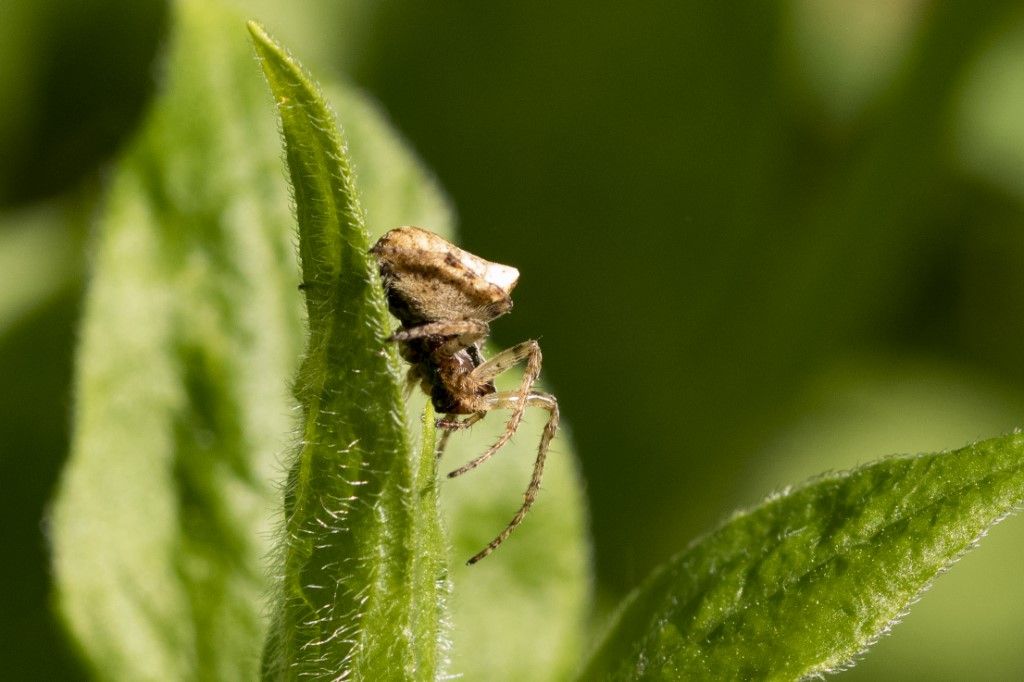 Araneus angulatus ?  No, Gibbaranea bituberculata