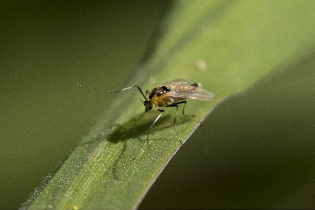 Diptera da determinare