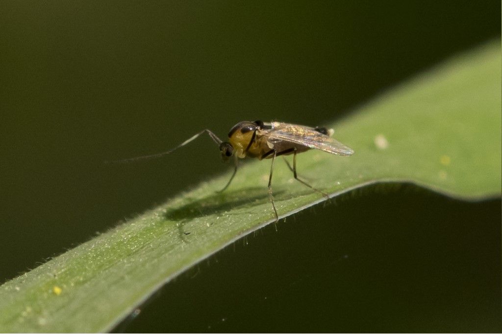 Diptera da determinare