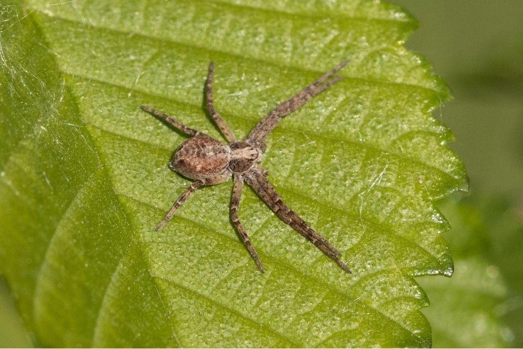 Philodromus sp.