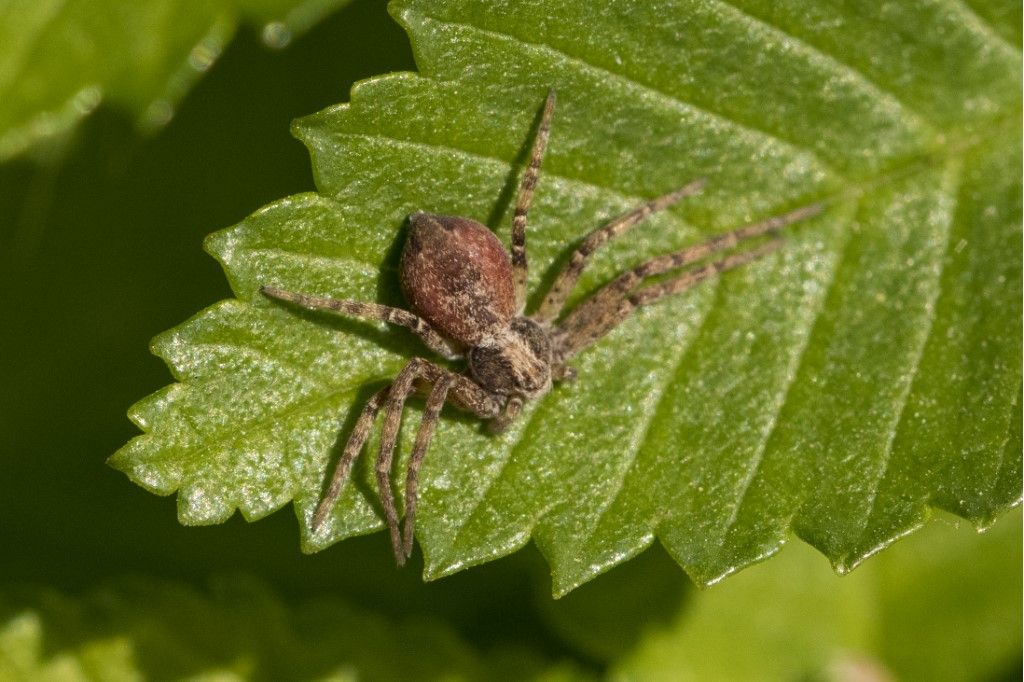 Philodromus sp.