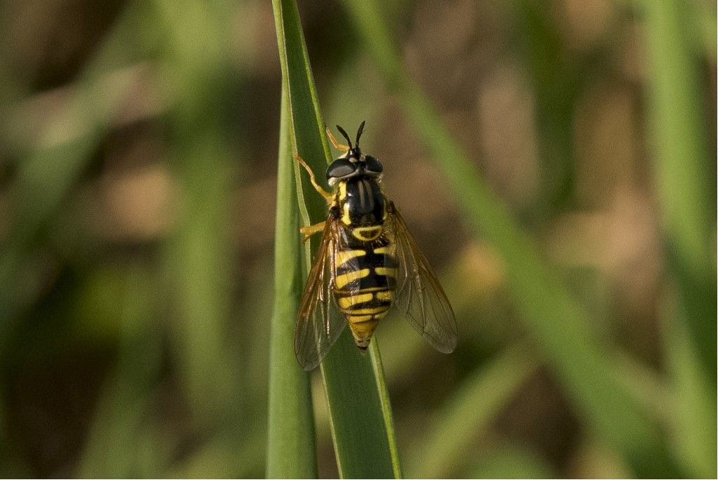 Chrysotoxum cautum ?  S, femmina