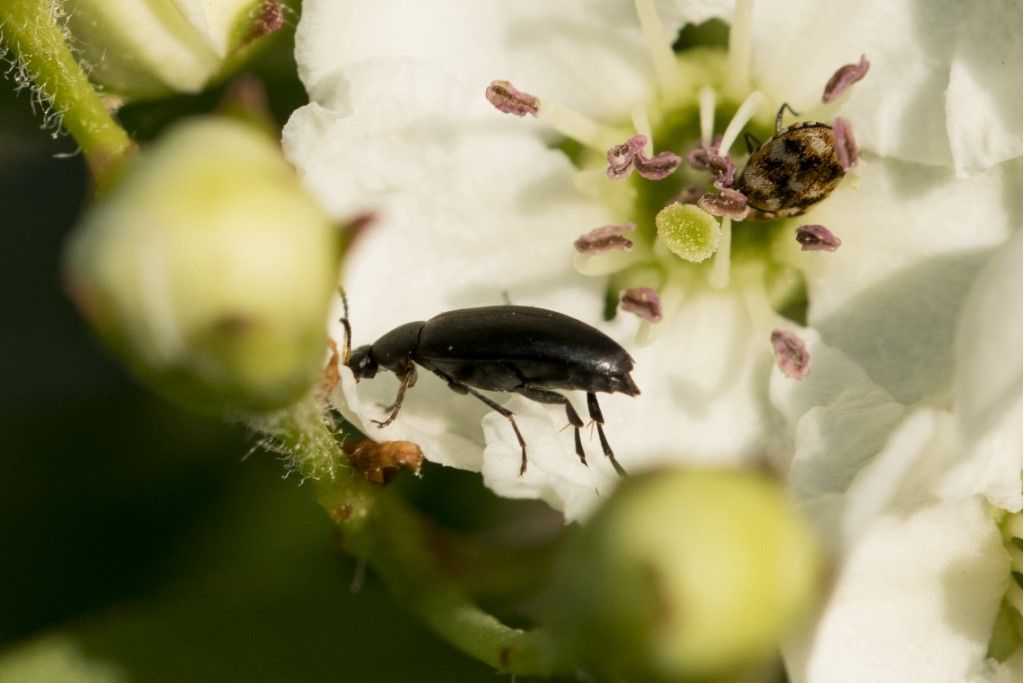 Coleoptera: Scraptiidae sp.