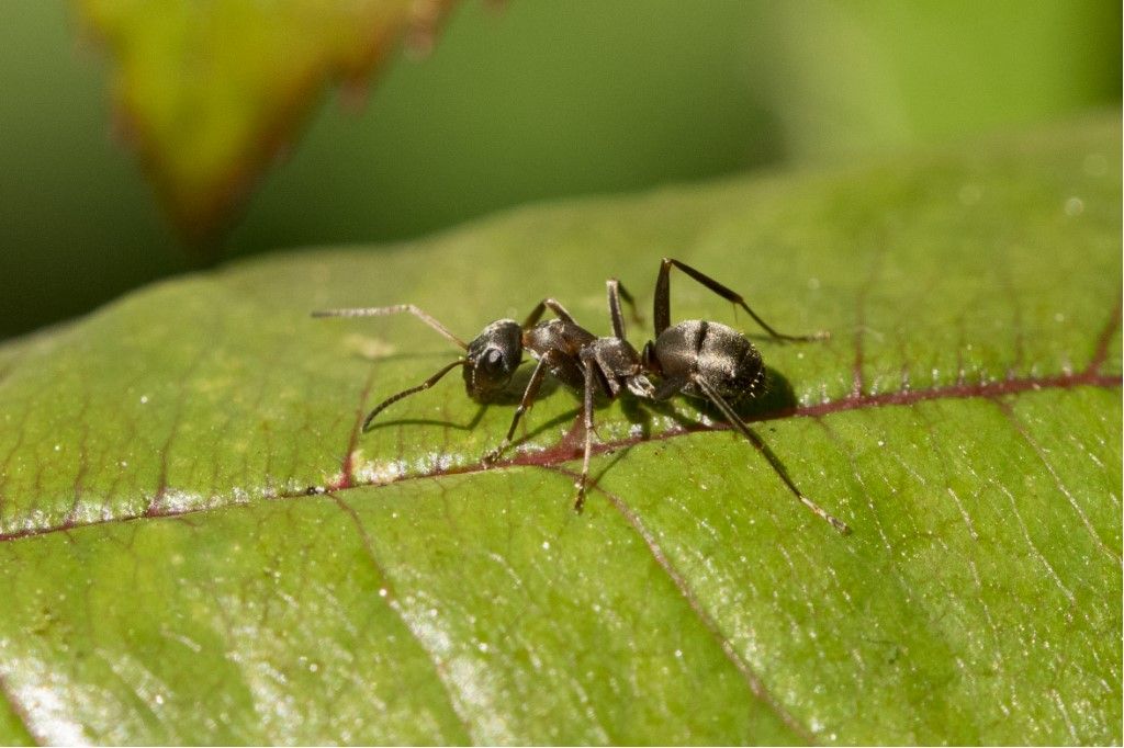 Formicidae da identificare