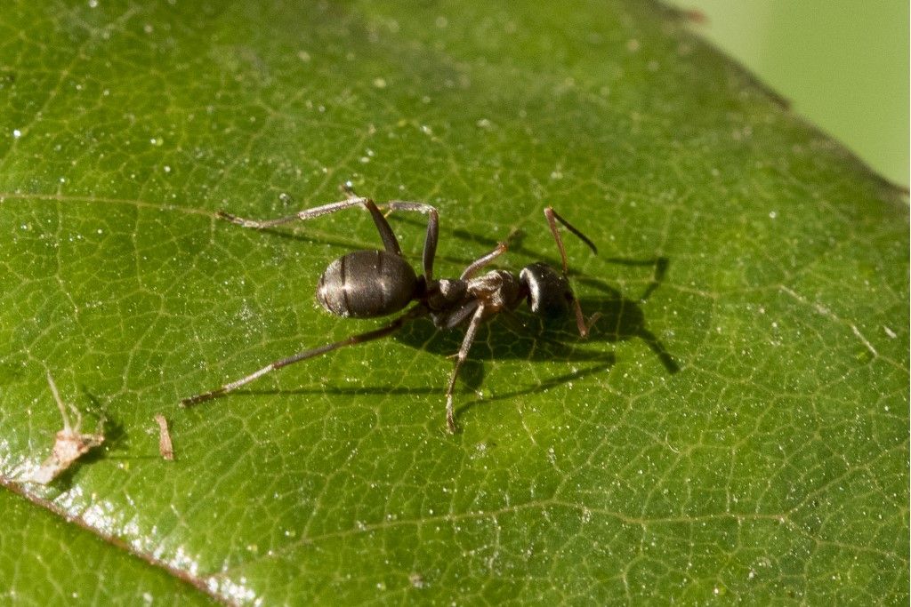 Formicidae da identificare