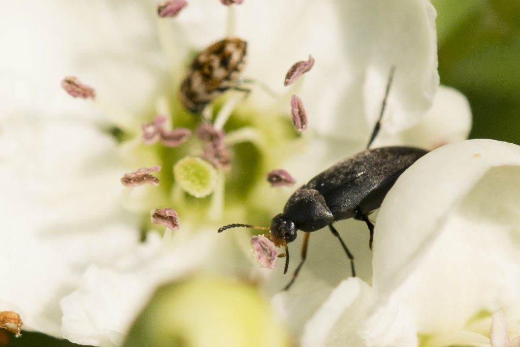 Coleoptera: Scraptiidae sp.