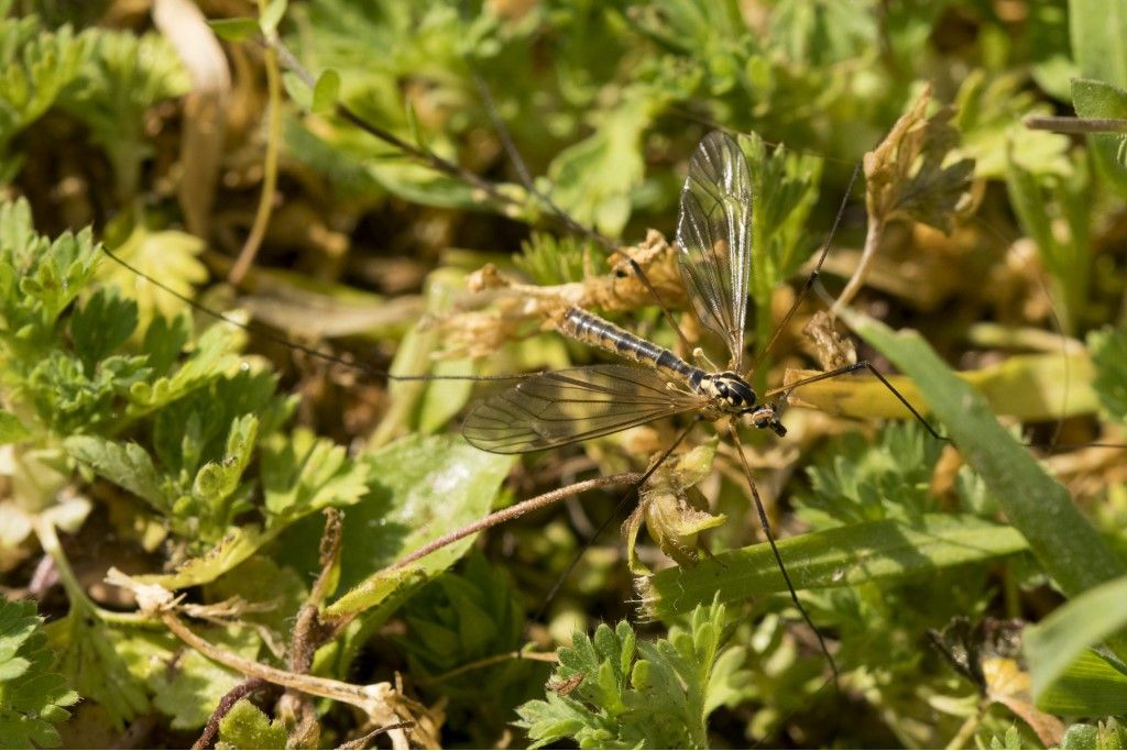 Tipulidae: Nephrotoma cfr. appendiculata, maschio