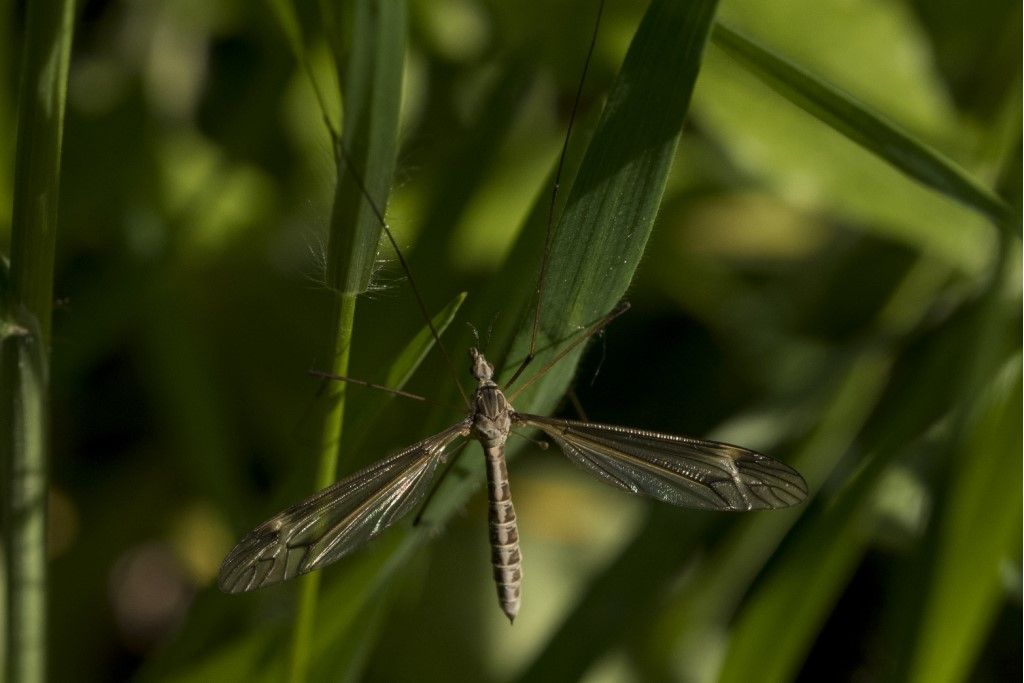 Tipulidae: Tipula sp.