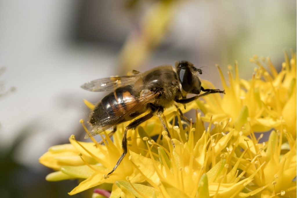 Eristalis tenax ? No, Eristalis sp.