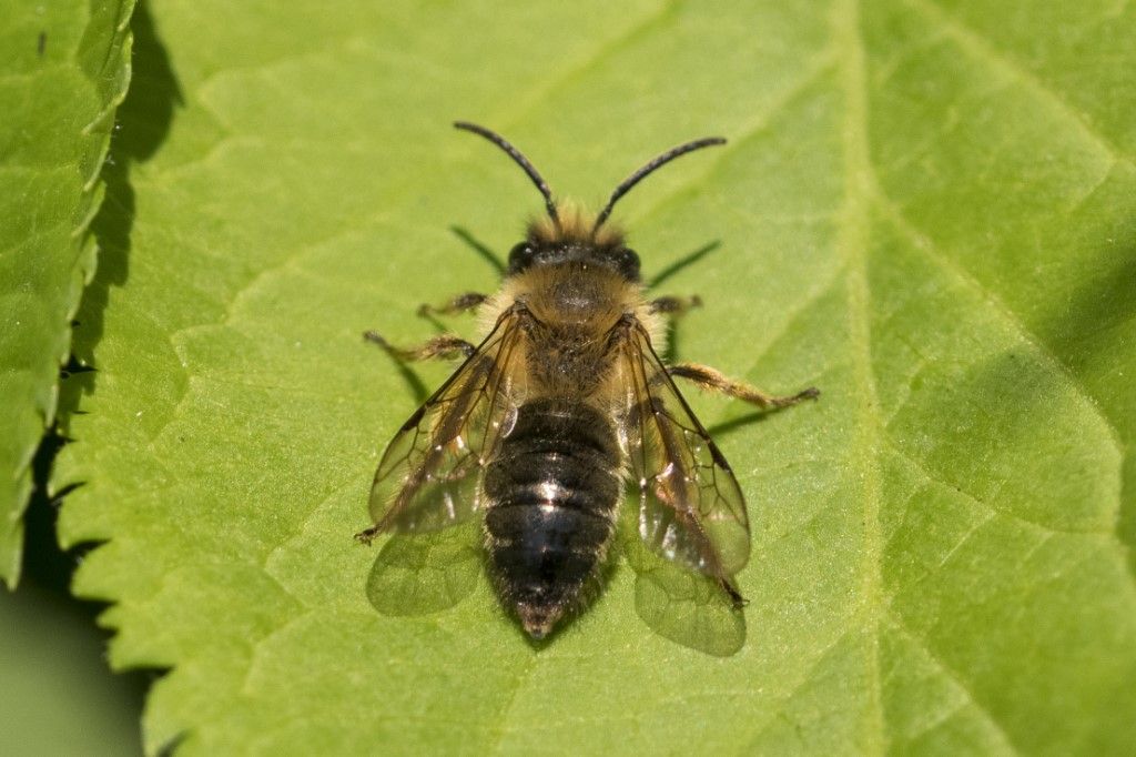 Osmia bicornis ? (Rufa)