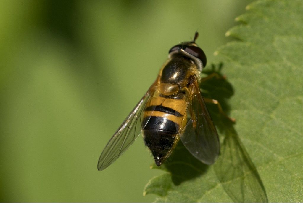 Syrphidae da determinare