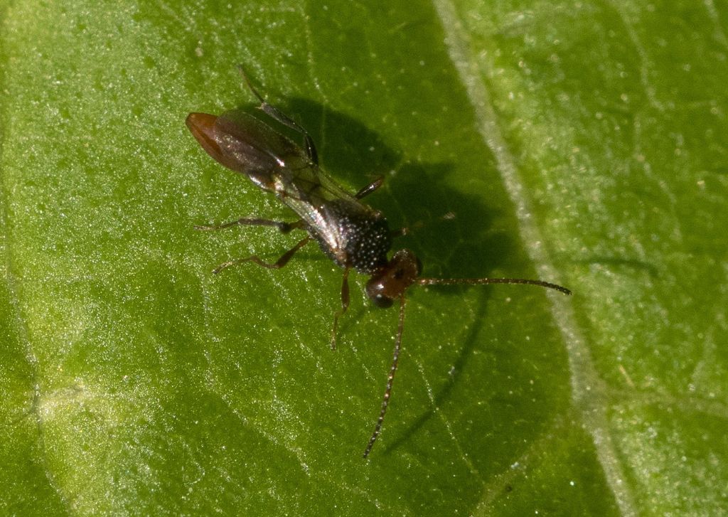 Braconidae: Aridelus rufotestaceus da confermare